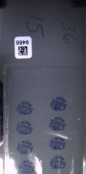 Media type: image; Special Collections 3102   shows specimen_part histological serial section;  Description: Whole slide scan, SC-3102, slide 15;